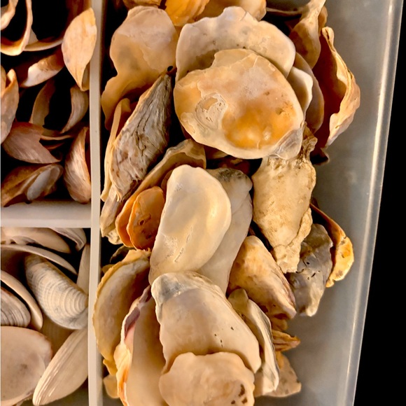 Large lot of bivalve seashells - Picture 5 of 6